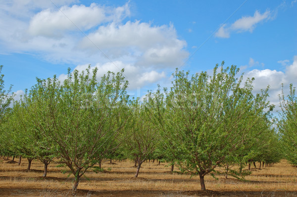 Foto stock: Primavera · California · árbol · árboles