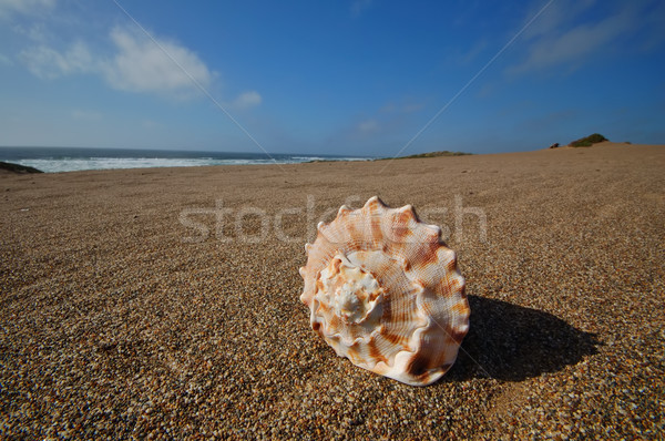 Strand vergadering oceaan shell tropische Stockfoto © marcopolo9442