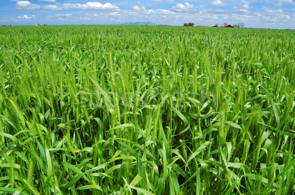 spring field Stock photo © marcopolo9442