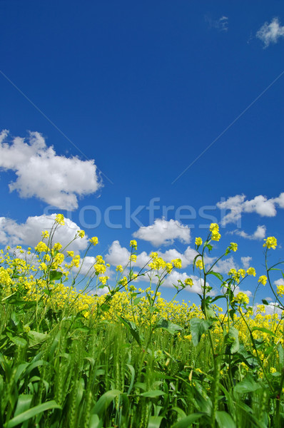 Primavera prado primavera nuvens grama Foto stock © marcopolo9442