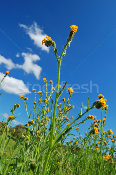 Mighty flower in springtime Stock photo © marcopolo9442