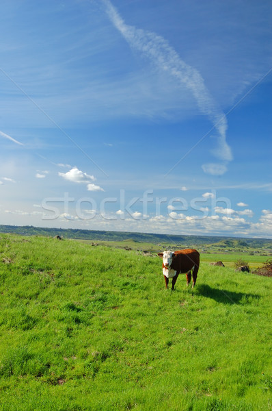 Rinder Kühe Weide Frühling Landschaft Bereich Stock foto © marcopolo9442