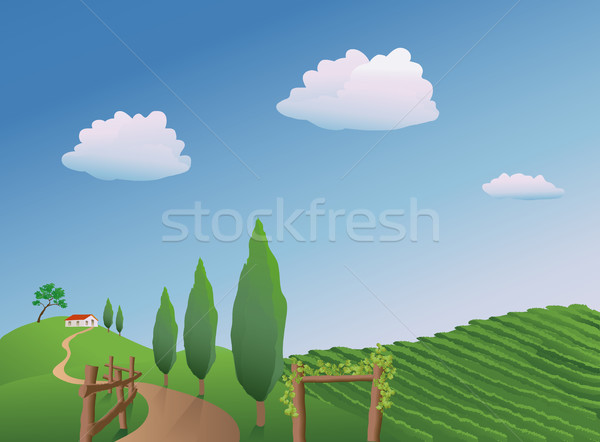 Stock photo: Vineyard Landscape