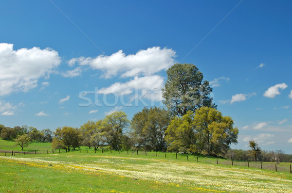 springtime meadow Stock photo © marcopolo9442