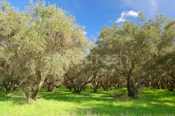 springtime orchard Stock photo © marcopolo9442