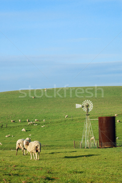 sheep on a hillside Stock photo © marcopolo9442