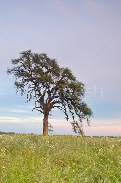 springtime meadow Stock photo © marcopolo9442