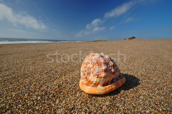 Strand vergadering oceaan shell tropische Stockfoto © marcopolo9442