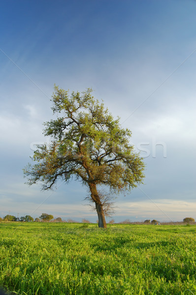 springtime landscape Stock photo © marcopolo9442