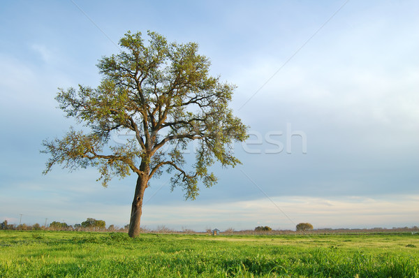 springtime landscape Stock photo © marcopolo9442