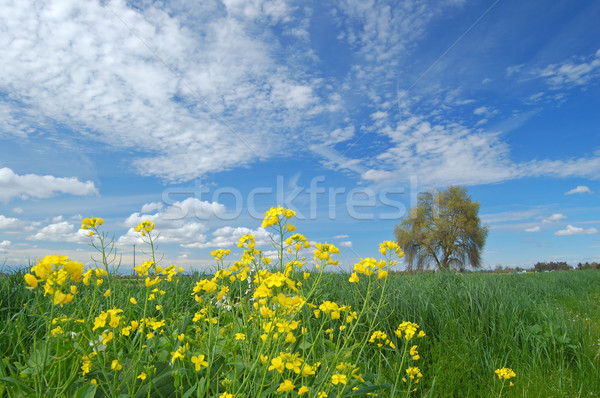 springtime landscape Stock photo © marcopolo9442