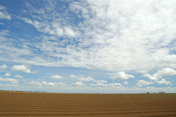 Agrícola campo rural fazenda grama paisagem Foto stock © marcopolo9442