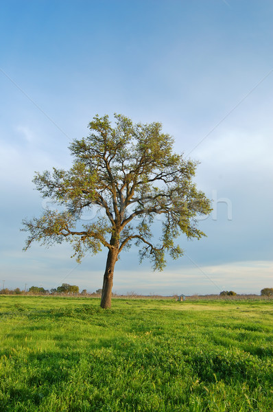 oak tree in spring Stock photo © marcopolo9442
