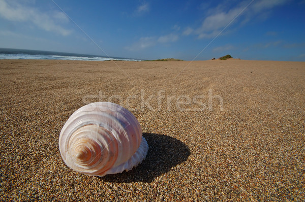 Strand vergadering oceaan shell tropische Stockfoto © marcopolo9442