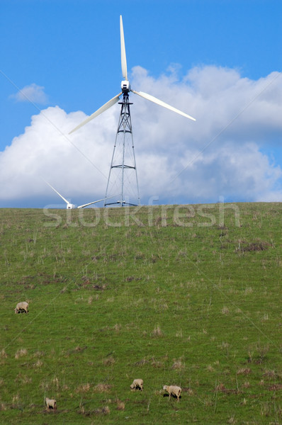 sheep on a hillside Stock photo © marcopolo9442