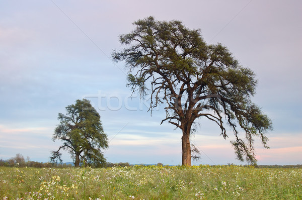 springtime meadow Stock photo © marcopolo9442