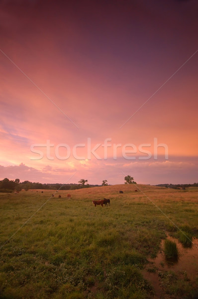 pastoral field Stock photo © marcopolo9442
