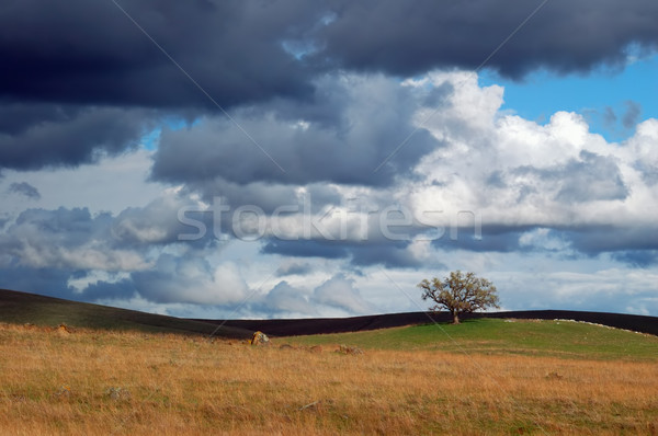 edge of the storm Stock photo © marcopolo9442