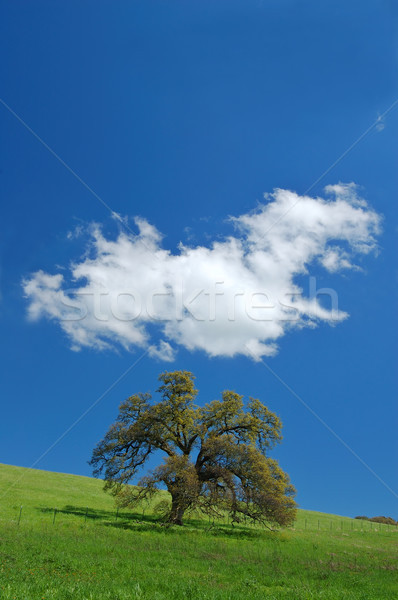 oak tree in spring Stock photo © marcopolo9442