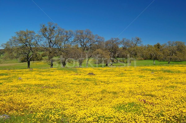 springtime meadow Stock photo © marcopolo9442