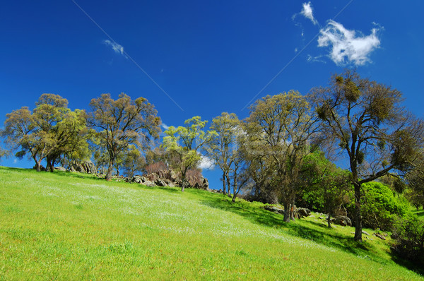 springtime landscape Stock photo © marcopolo9442