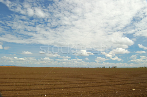 agricultural field Stock photo © marcopolo9442
