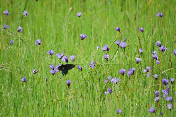 Borboleta primavera prado verde inseto colorido Foto stock © marcopolo9442