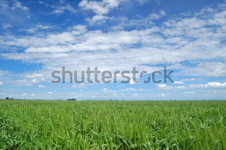 spring field Stock photo © marcopolo9442