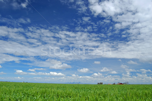 Stock fotó: Tavasz · mező · búzamező · tavasz · tájkép · búza
