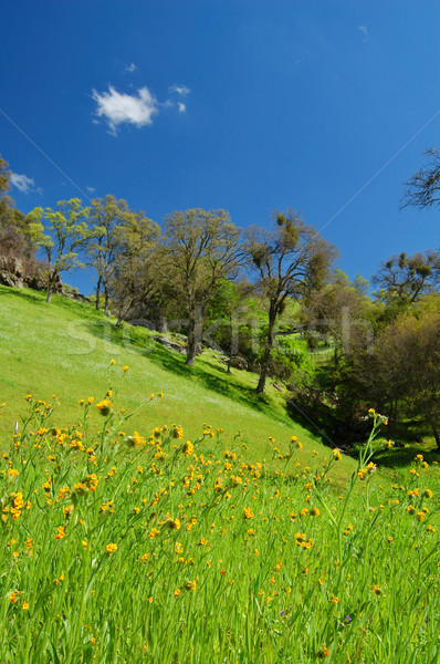 Foto stock: Primavera · paisaje · pradera · árboles · forestales · campo