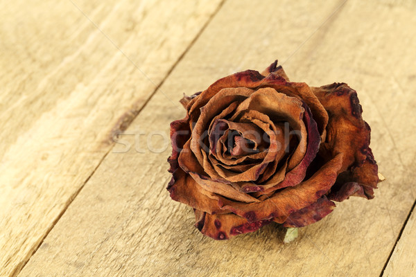 Dried flower of rose  Stock photo © marekusz