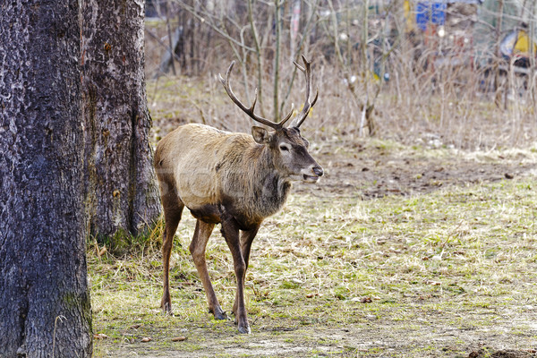 The deer next to trees  Stock photo © marekusz