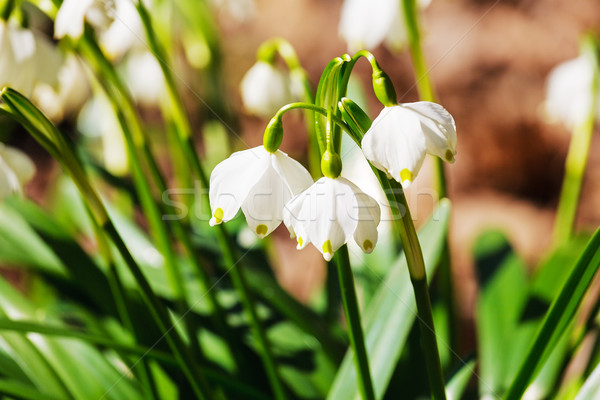 Flower, leucojum vernum  Stock photo © marekusz