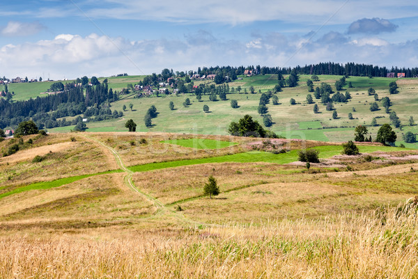 fields and meadows surrounding Zakopane Stock photo © marekusz