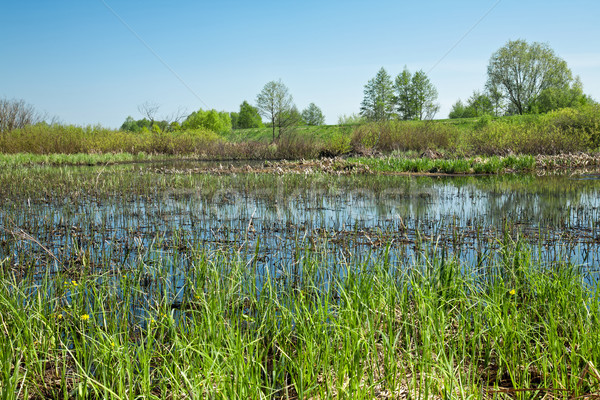 wetlands Stock photo © marekusz
