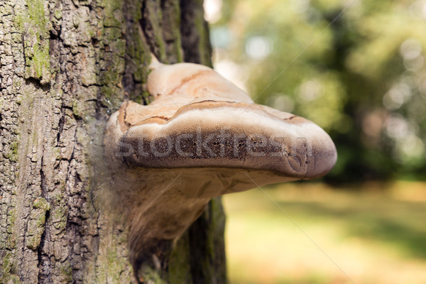Stock foto: Parasiten · Pilz · zunehmend · Baumstamm · Baum · Wald
