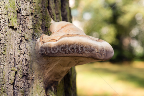 Polyporus Stock photo © marekusz