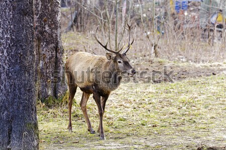 The deer stopped next to trees Stock photo © marekusz