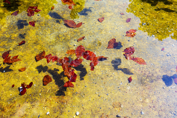 Fallen leaves on the water Stock photo © marekusz