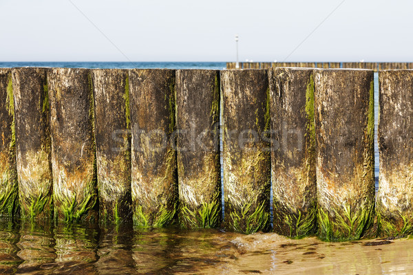 Stock fotó: Fából · készült · perem · tengerpart · fedett · zöld · hínár