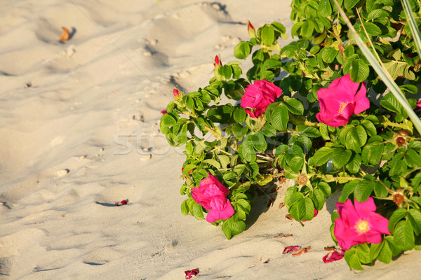 Red beach roses Stock photo © marekusz