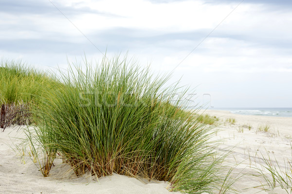 Stockfoto: Gras · oostzee · kust · hemel · landschap · zee