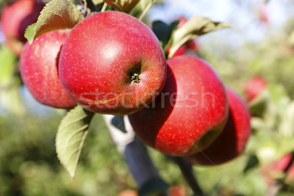 Äpfel hängen Apfelbaum Baum Obstgarten fallen Stock foto © marekusz