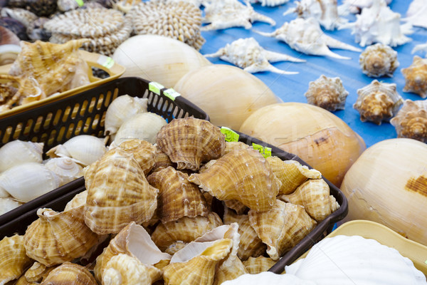 Stockfoto: Schelpen · omhoog · verkoop · stand · natuur