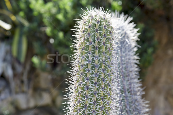Exotic plants, cactus detail Stock photo © marekusz