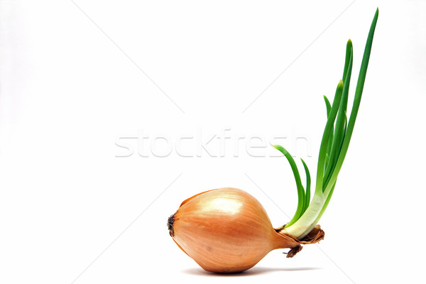 onions and green shoots Stock photo © marekusz