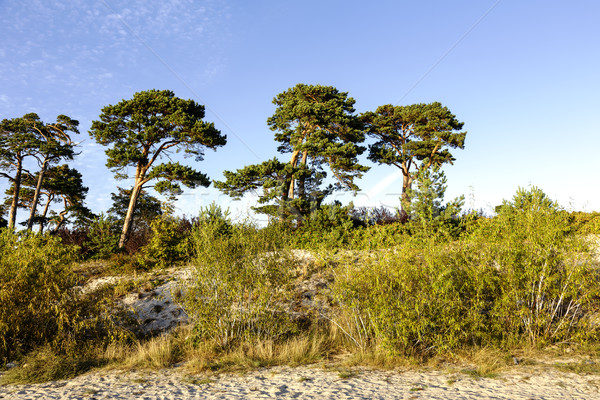 Homok fenyőfa fák Balti-tenger part égbolt Stock fotó © marekusz