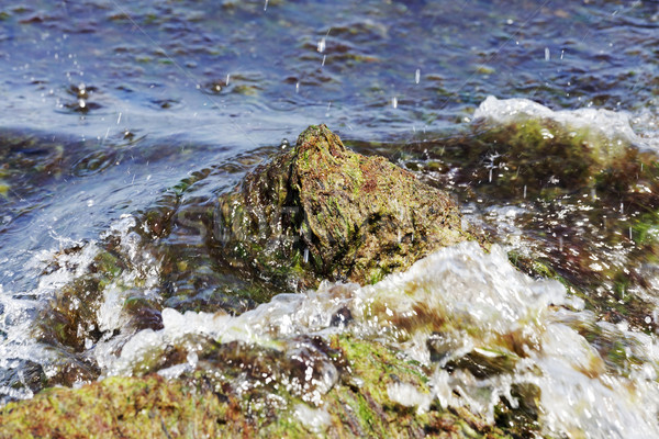 Deniz yosunu plaj baltık denizi kapalı katman deniz Stok fotoğraf © marekusz