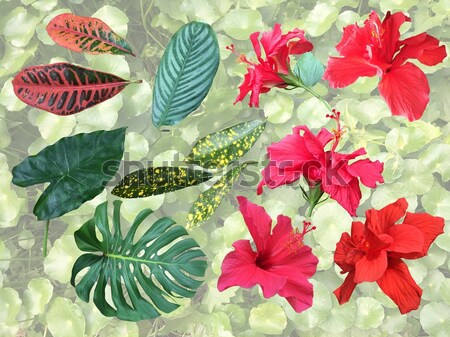 Conjunto tropical planta elementos flores folhas Foto stock © Margolana