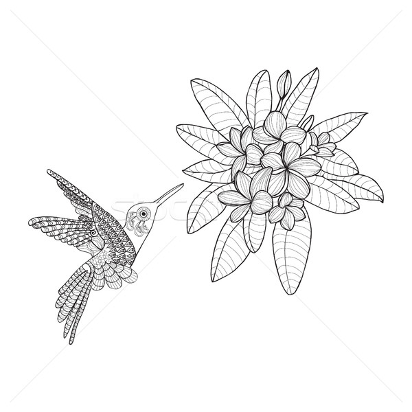 Hummingbird and Bouquet with Plumeria or Frangipani flower on Stock photo © Margolana